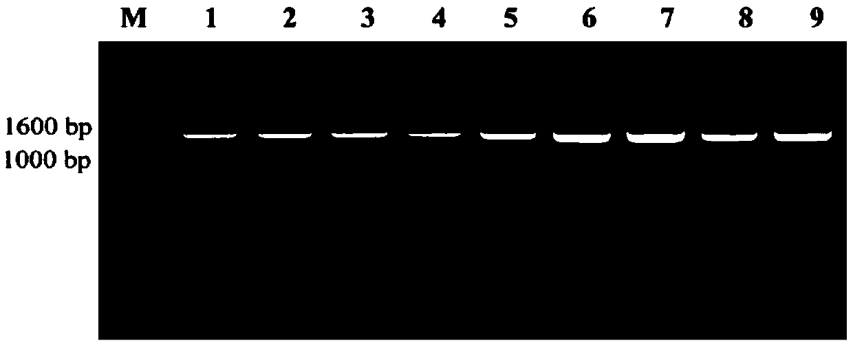 Method for authenticating Peking pantoea through primer pair AHF-AHR