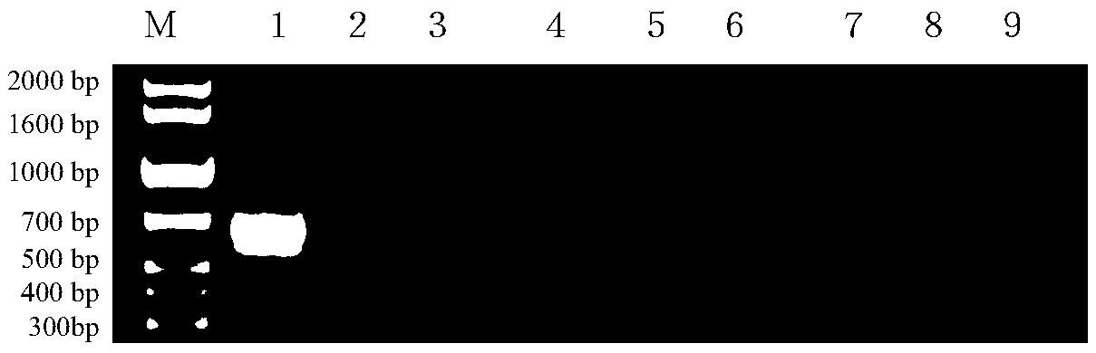 Method for authenticating Peking pantoea through primer pair AHF-AHR