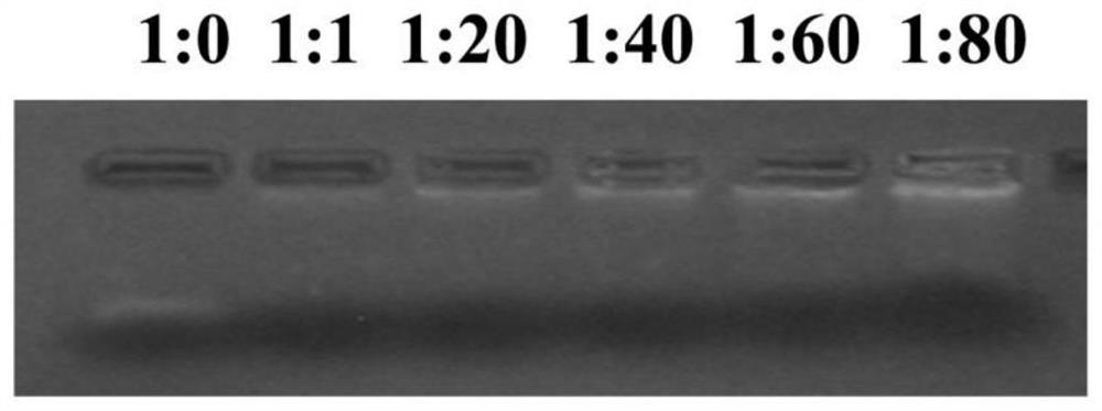 Composite siRNA nanocarrier and its preparation method and application