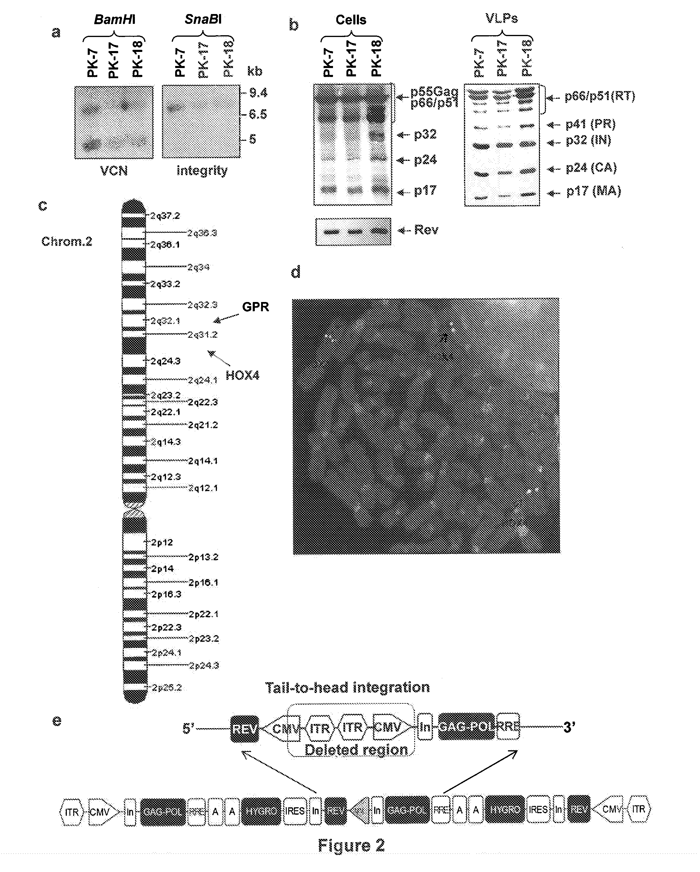 Semi-Stable Production of Lentiviral Vectors