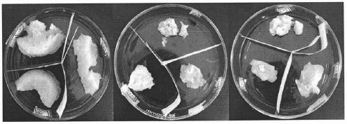 Rabbit hair keratin antibacterial gel and preparation method thereof