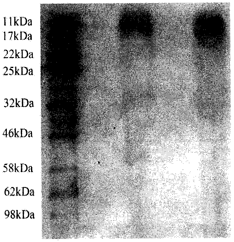 Rabbit hair keratin antibacterial gel and preparation method thereof