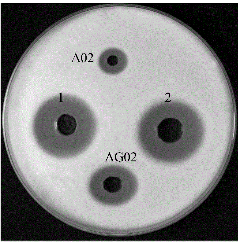 Recombinant streptomyces lydicus for producing cellulase and natamycin and application