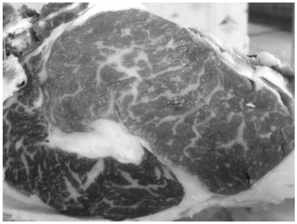 Method for fattening Sinan cattle used for producing snowflake beef