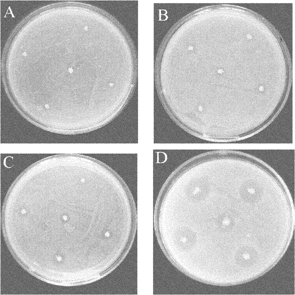 Preparation method of composite photocatalyst containing nitrogen-doped titanium dioxide and zinc titanate