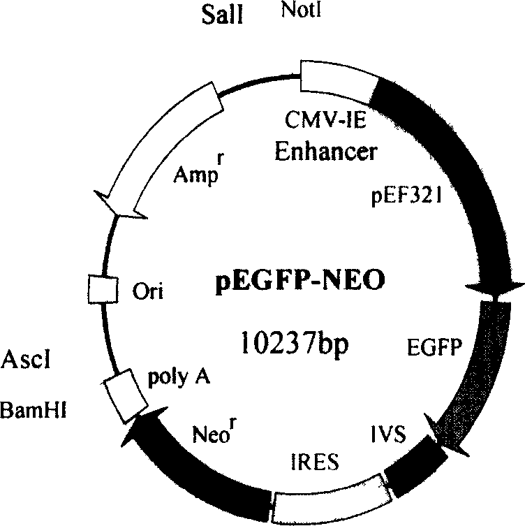 Human alpha-lacto albumin gene transgenic cloned macro domectic animal production method