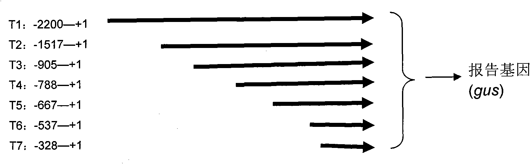 Thellungiella V-pyrophosphatase gene (TsVPI) promoter sequence and application of deletion mutant thereof