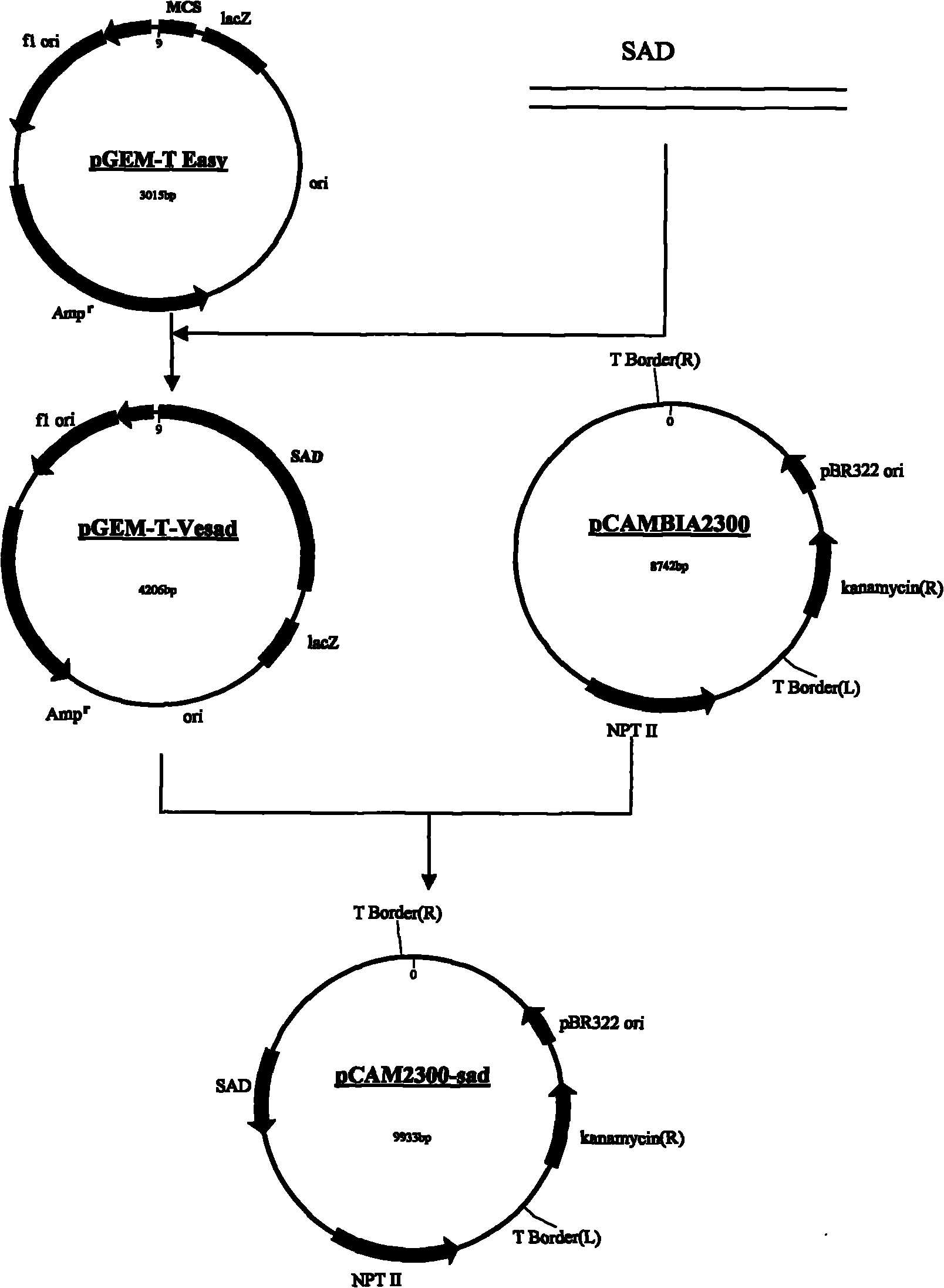 Method for constructing cryptococcus albidus engineering bacterial strain for producing oleic acid in high yield