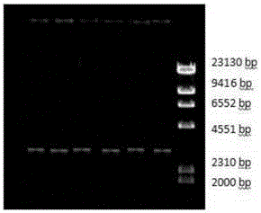 Immune plasmid, monoclonal antibody for detecting antimullerian hormone, hybridoma and preparation method and application thereof