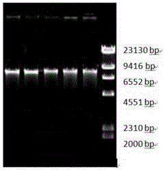 Immune plasmid, monoclonal antibody for detecting antimullerian hormone, hybridoma and preparation method and application thereof