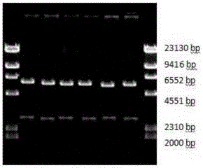 Immune plasmid, monoclonal antibody for detecting antimullerian hormone, hybridoma and preparation method and application thereof