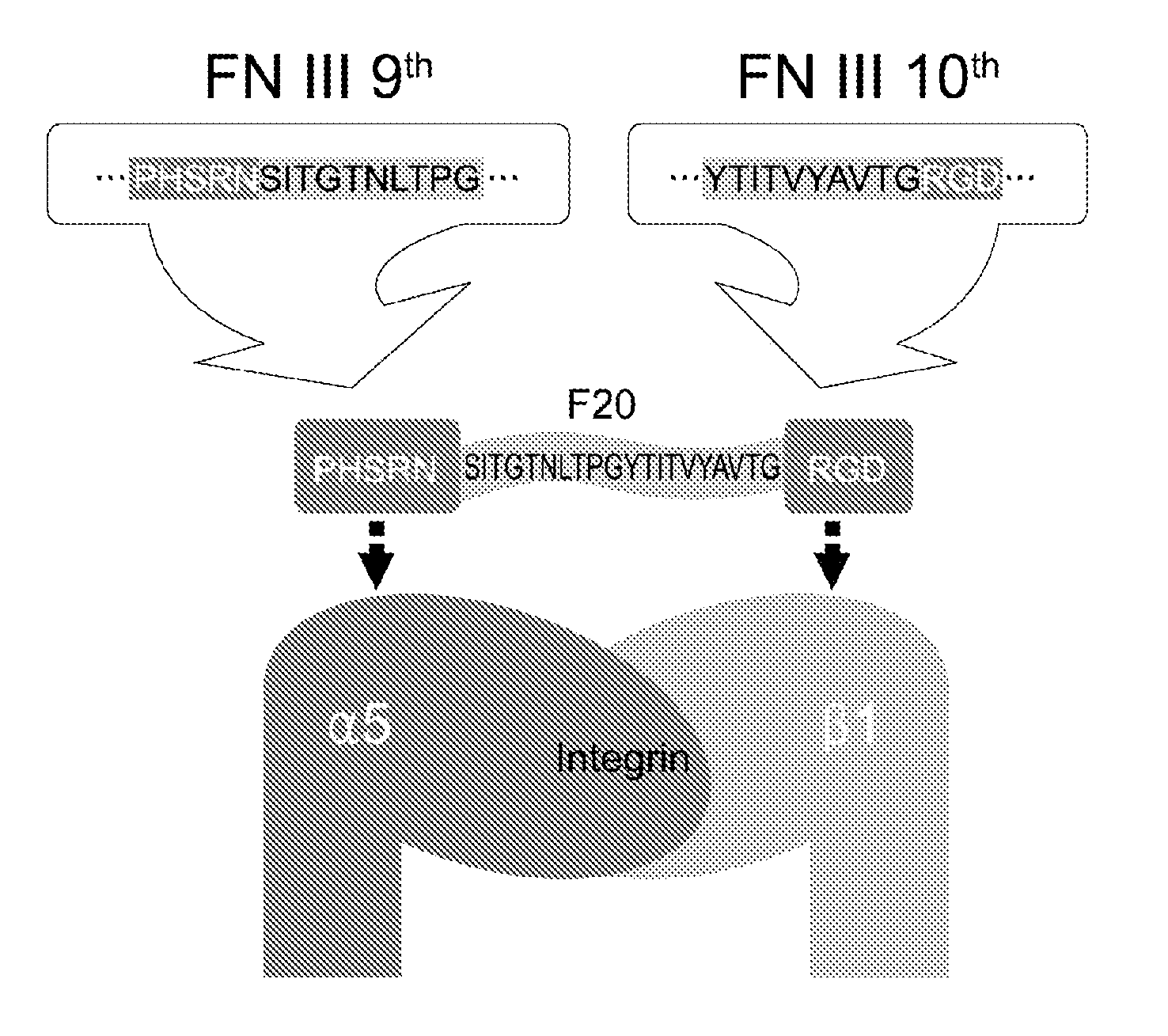 Composition of bone formation with phsrn-rgd containing oligopeptide