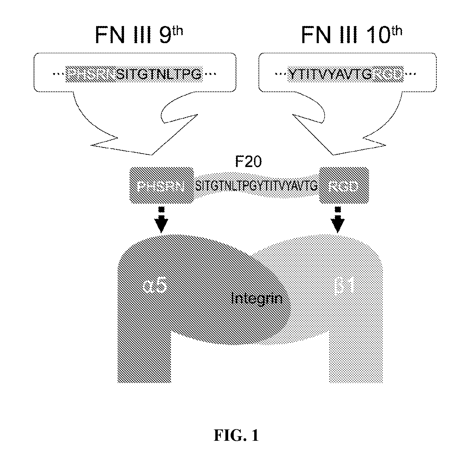 Composition of bone formation with phsrn-rgd containing oligopeptide