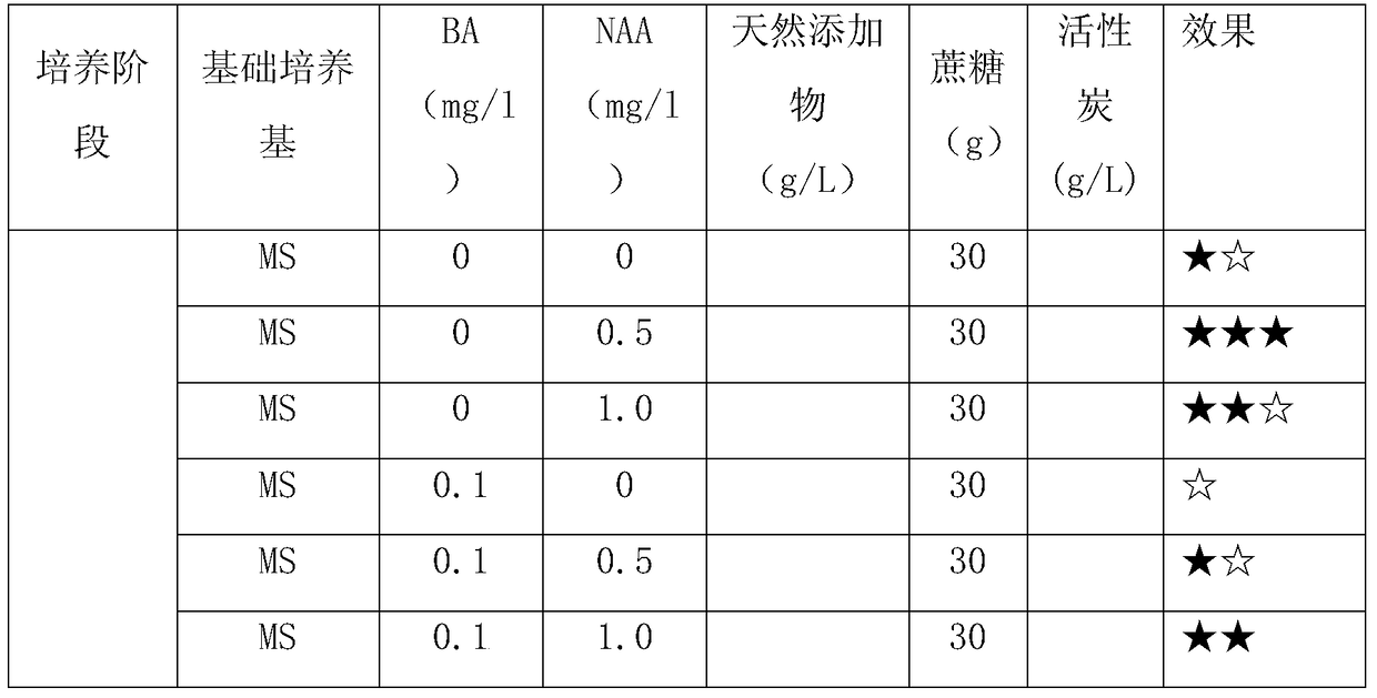 A method for large-scale, high-efficiency and rapid propagation of Paulownia test-tube plantlets