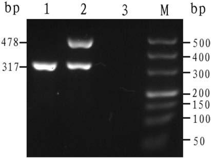 PCR amplification primer set, amplification reagent and kit for rapidly detecting Thailand alpha-thalassemia