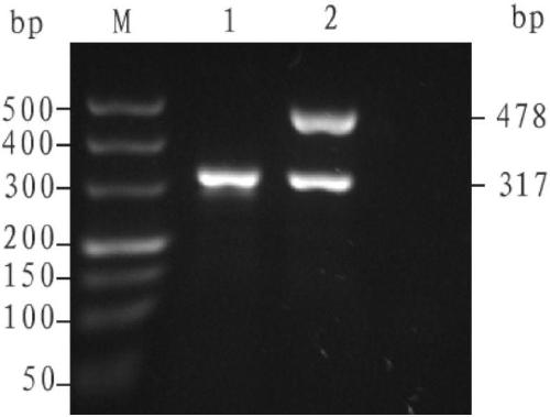 PCR amplification primer set, amplification reagent and kit for rapidly detecting Thailand alpha-thalassemia