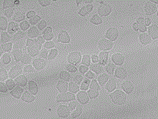 Method for applying calixarene fluorescent probes to fluorescent imaging of Zn&lt;2+&gt; and F&lt;-&gt;