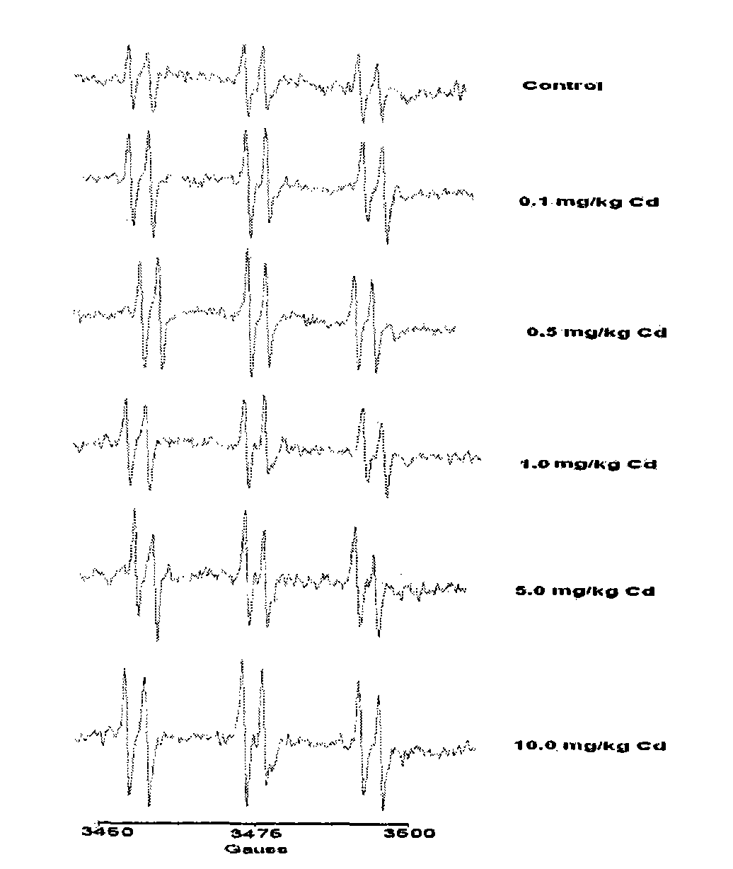 Method for detecting hydroxyl radicals in earthworm body