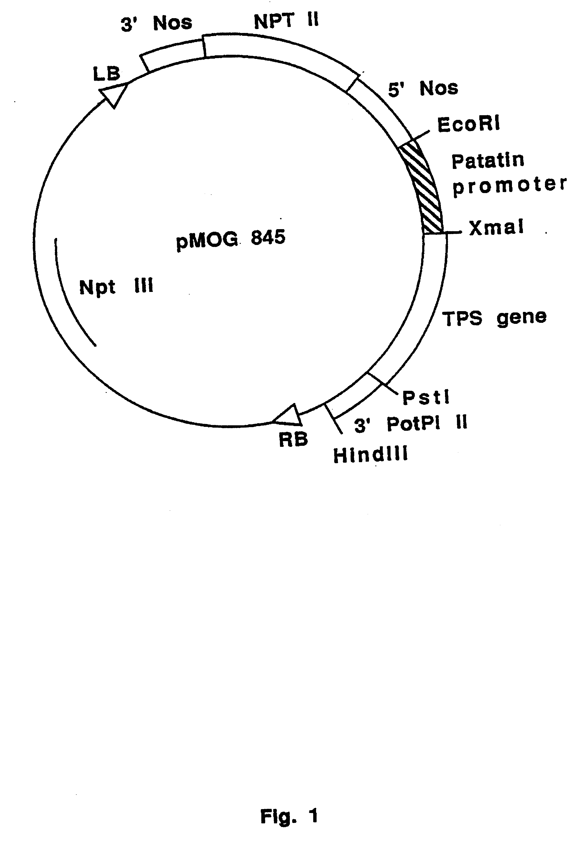 Enhanced accumulation of trehalose in plants