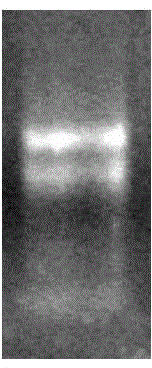 Isoprene synthase gene and application thereof