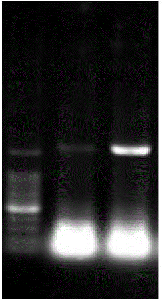 Isoprene synthase gene and application thereof