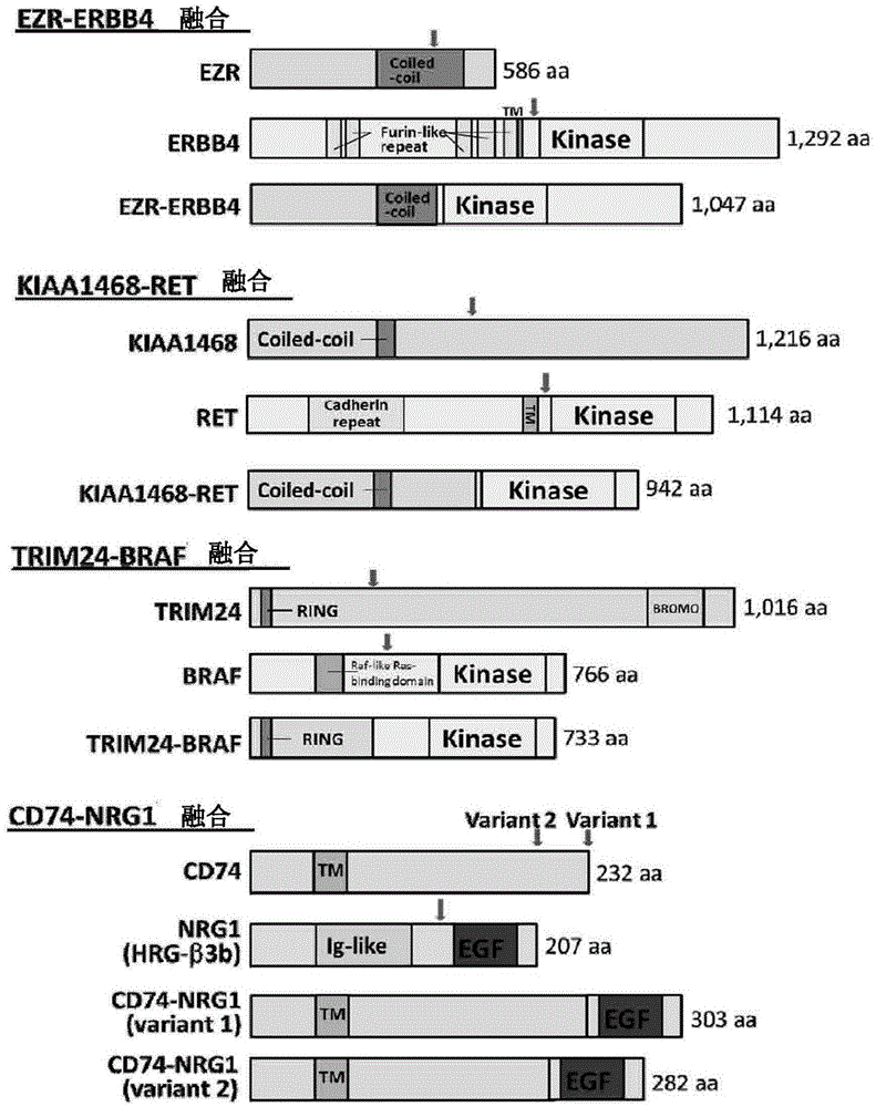 New fusion gene detected in lung cancer