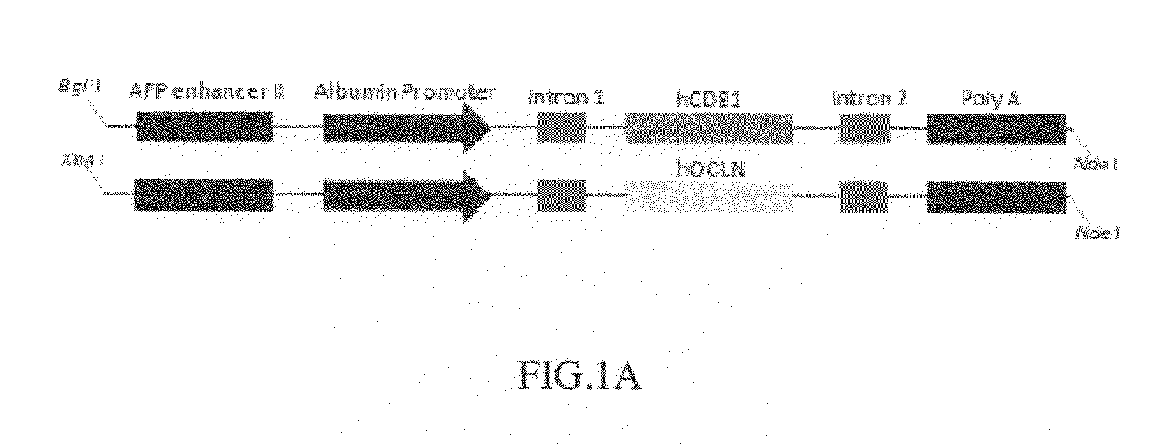 Cd81 and ocln double transgenic mouse and its construction methods