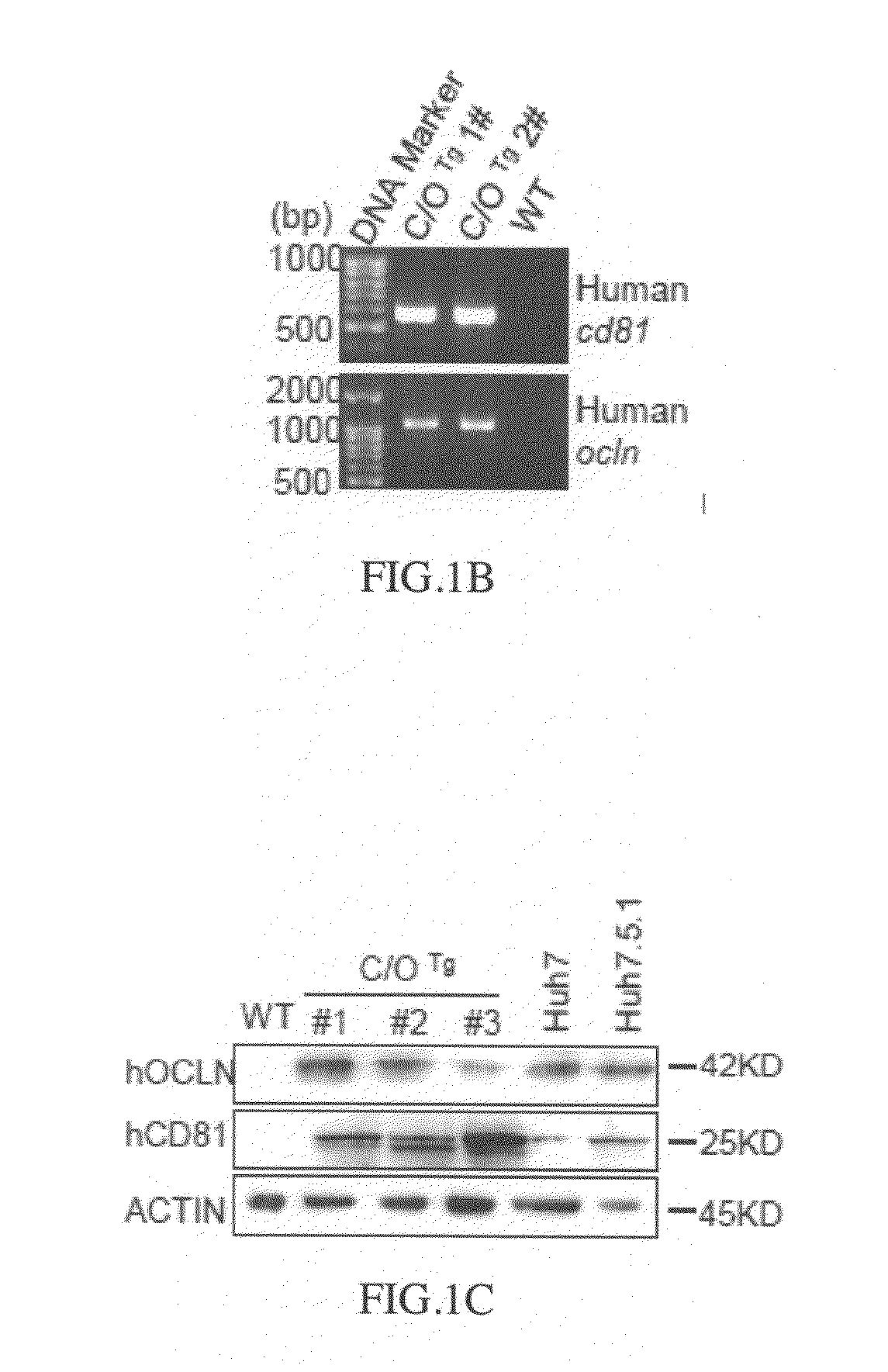 Cd81 and ocln double transgenic mouse and its construction methods