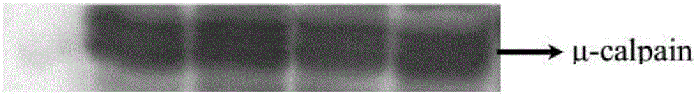 Determining method for phosphorylation level of calpain