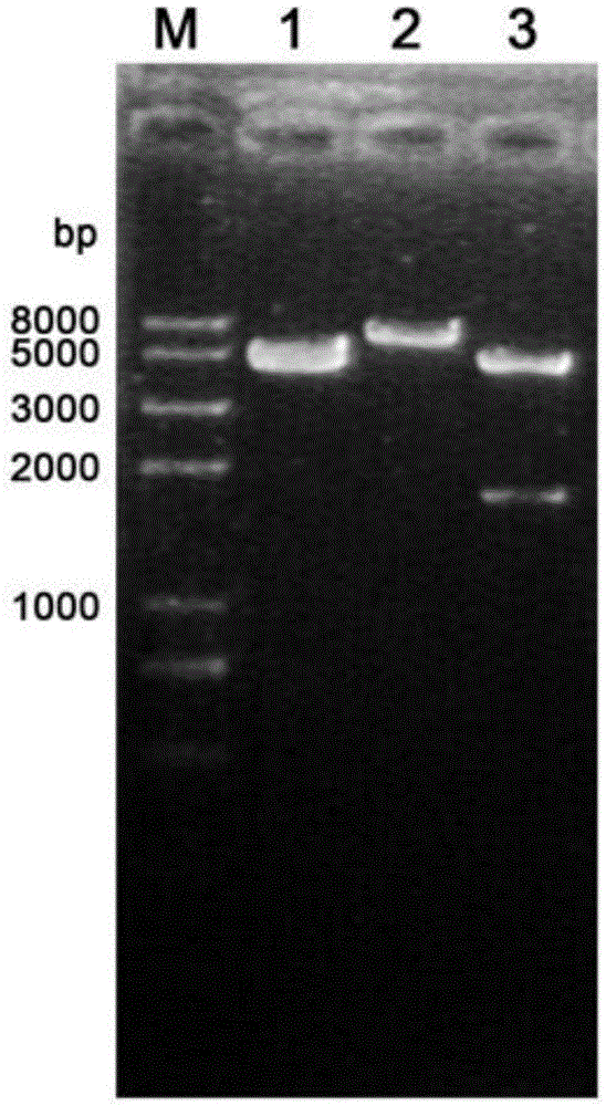 DNA vaccine for preventing toxoplasmosis of humans or animals