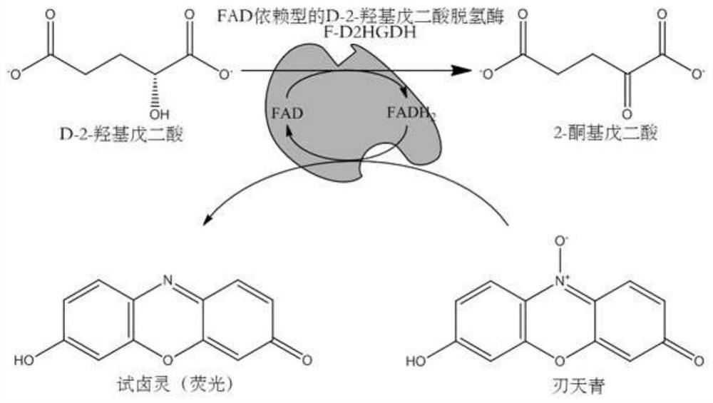 Method for detecting D-2-hydroxyglutarate by using FAD dependent D-2-hydroxyglutarate dehydrogenase and resazurin