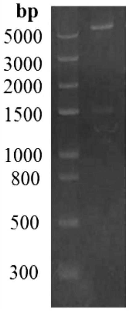 Method for detecting D-2-hydroxyglutarate by using FAD dependent D-2-hydroxyglutarate dehydrogenase and resazurin