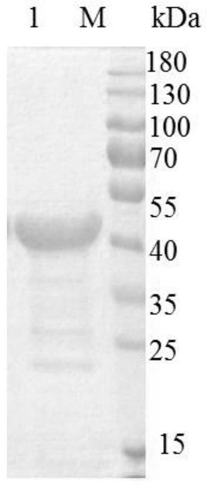 Method for detecting D-2-hydroxyglutarate by using FAD dependent D-2-hydroxyglutarate dehydrogenase and resazurin