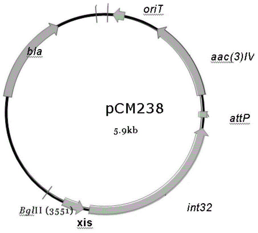 Novel integrase and application thereof to efficiently modifying saccharopolyspora spinosa