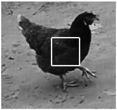 ACM (Active Contour Model) image rapid segmentation method based on gray scale morphological energy method