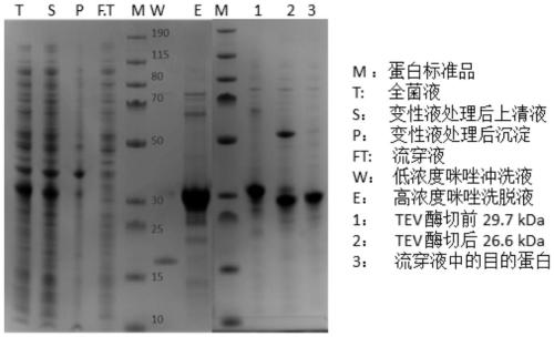 Expression and purification method of totipotent endonuclease