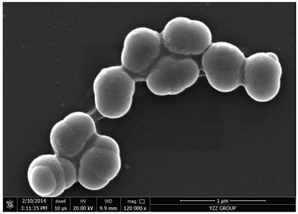 Organic/inorganic hybrid three-component Janus particle and preparation method thereof