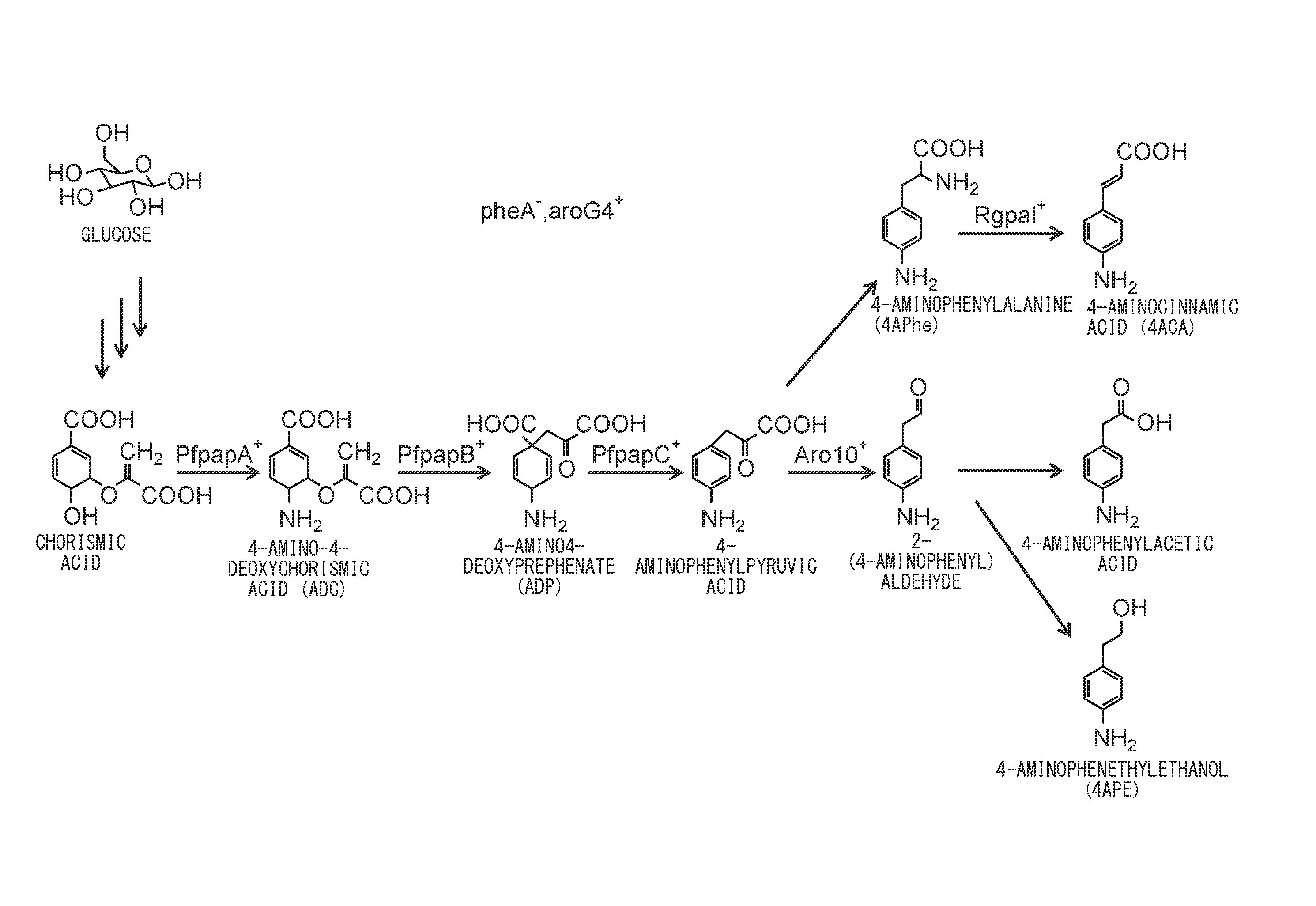 Method for producing aniline derivative by fermentation from carbon source