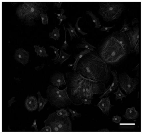 A material for promoting osteogenic differentiation of mesenchymal stem cells and its preparation method and application