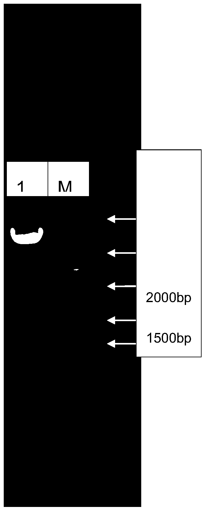 Donkey-derived Salmonella AD19 strain and application thereof