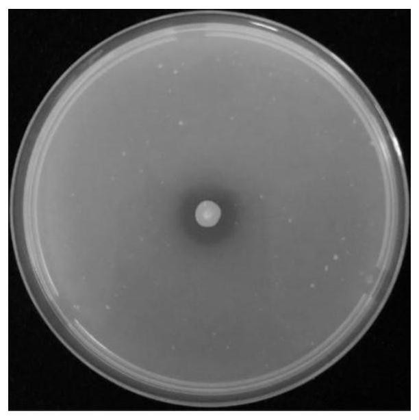 Application of pseudomonas chlororaphis to prevention and control of clubroot of cruciferous crops