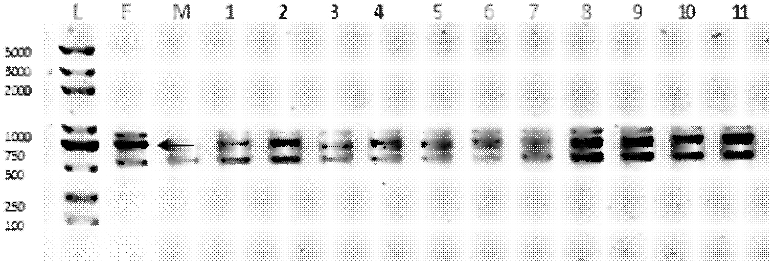 Method for quickly identifying genetic purity of glutinous corn hybrid