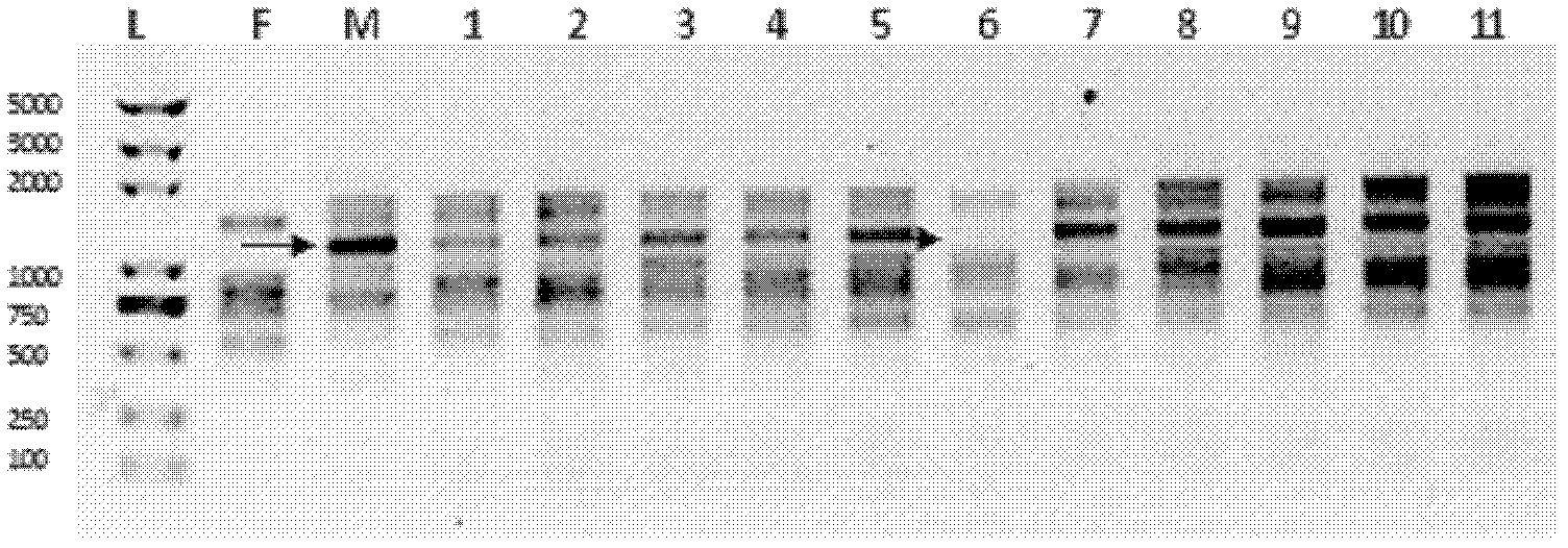 Method for quickly identifying genetic purity of glutinous corn hybrid