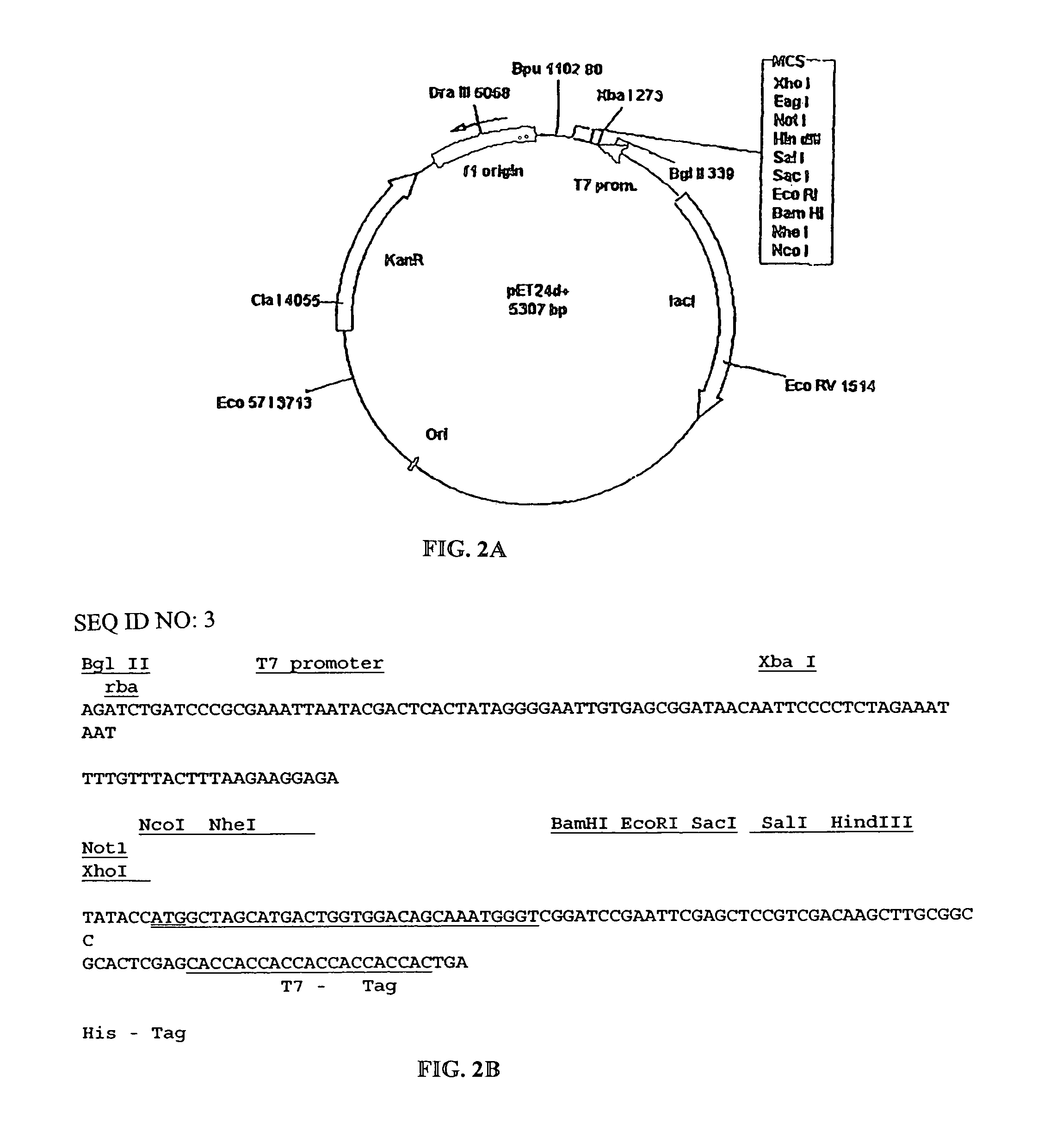 Methods and compositions for diseases associated with amyloidosis