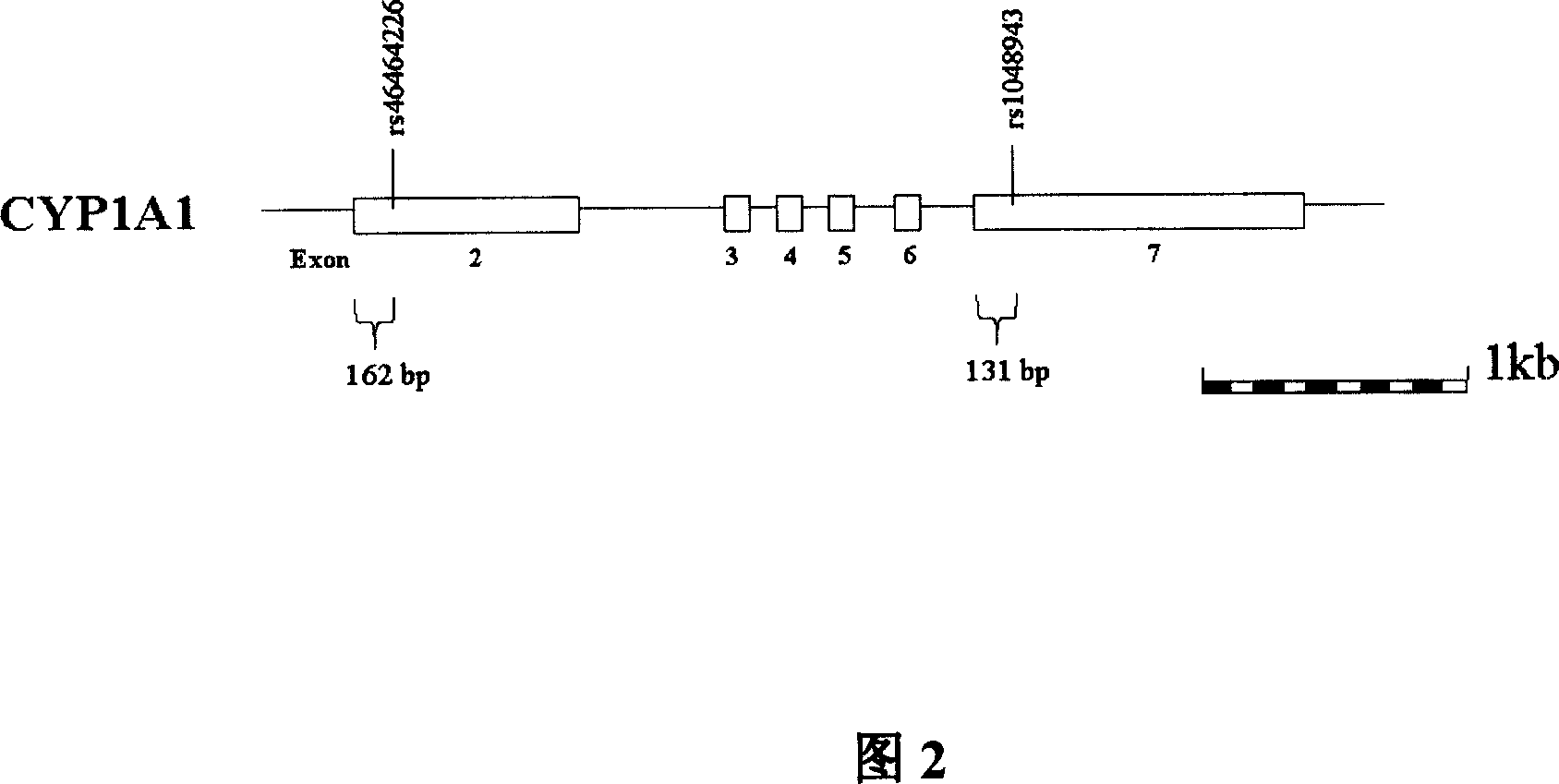 Mononucleotide polymorphism of human heterogenous substance metabolism enzyme gene and application of diagnosing and treating large intestinal cancer