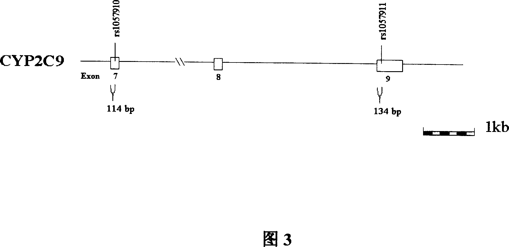 Mononucleotide polymorphism of human heterogenous substance metabolism enzyme gene and application of diagnosing and treating large intestinal cancer