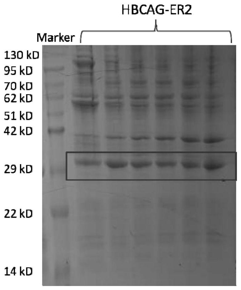 Swine fever antigen epitope peptide and use thereof