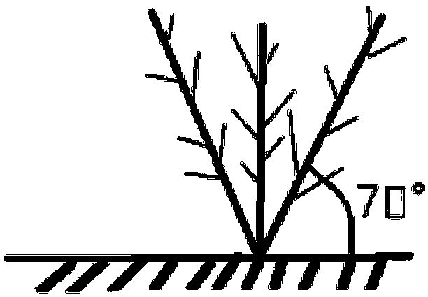 Method for cultivating three-dimensional small and happy peach tree