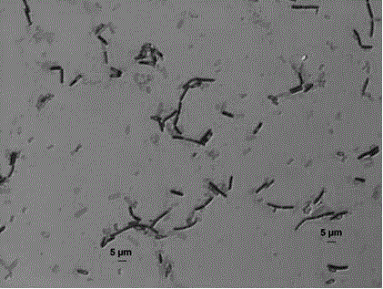 Bacillus mojavensis and application thereof