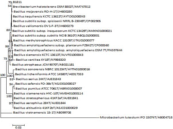 Bacillus mojavensis and application thereof